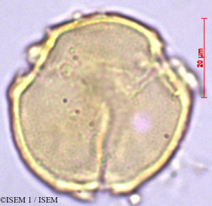 ISEM 1/Staphylea_pinnata_29361/Staphylea_pinnata_29361_0001(copy)_thumb.jpg